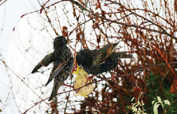 starlings